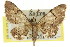  ( - 11ANIC-07536)  @11 [ ] CreativeCommons - Attribution (2011) ANIC/CBG Photography Group Centre for Biodiversity Genomics