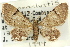  ( - 11ANIC-07538)  @11 [ ] CreativeCommons - Attribution (2011) ANIC/CBG Photography Group Centre for Biodiversity Genomics