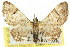  ( - 11ANIC-07539)  @11 [ ] CreativeCommons - Attribution (2011) ANIC/CBG Photography Group Centre for Biodiversity Genomics