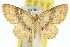  (Eois atrostrigata - 11ANIC-07636)  @11 [ ] CreativeCommons - Attribution (2011) ANIC/CBG Photography Group Centre for Biodiversity Genomics