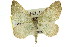  ( - 11ANIC-07675)  @13 [ ] CreativeCommons - Attribution (2011) ANIC/CBG Photography Group Centre for Biodiversity Genomics