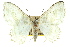  ( - 11ANIC-07710)  @11 [ ] CreativeCommons - Attribution (2011) ANIC/CBG Photography Group Centre for Biodiversity Genomics