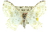  ( - 11ANIC-07711)  @13 [ ] CreativeCommons - Attribution (2011) ANIC/CBG Photography Group Centre for Biodiversity Genomics