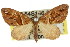  (Chaetolopha pseudooxyntis - 11ANIC-07732)  @14 [ ] CreativeCommons - Attribution (2011) ANIC/CBG Photography Group Centre for Biodiversity Genomics