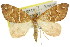  ( - 11ANIC-07738)  @11 [ ] CreativeCommons - Attribution (2011) ANIC/CBG Photography Group Centre for Biodiversity Genomics