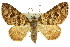 ( - 11ANIC-07758)  @14 [ ] CreativeCommons - Attribution (2011) ANIC/CBG Photography Group Centre for Biodiversity Genomics