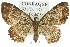  (Scotocyma transfixa - 11ANIC-07772)  @14 [ ] CreativeCommons - Attribution (2011) ANIC/CBG Photography Group Centre for Biodiversity Genomics