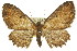  ( - 11ANIC-07784)  @14 [ ] CreativeCommons - Attribution (2011) ANIC/CBG Photography Group Centre for Biodiversity Genomics