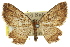  ( - 11ANIC-07789)  @11 [ ] CreativeCommons - Attribution (2011) ANIC/CBG Photography Group Centre for Biodiversity Genomics