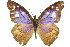  (Libythea - 11ANIC-07829)  @15 [ ] CreativeCommons - Attribution (2011) ANIC/CBG Photography Group Centre for Biodiversity Genomics