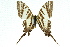  (Protographium leosthenes - 11ANIC-07834)  @14 [ ] CreativeCommons - Attribution (2011) ANIC/CBG Photography Group Centre for Biodiversity Genomics