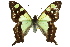  (Graphium macleayanus - 11ANIC-07837)  @15 [ ] CreativeCommons - Attribution (2011) ANIC/CBG Photography Group Centre for Biodiversity Genomics