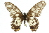  ( - 11ANIC-07854)  @13 [ ] CreativeCommons - Attribution (2011) ANIC/CBG Photography Group Centre for Biodiversity Genomics