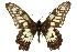  ( - 11ANIC-07855)  @15 [ ] CreativeCommons - Attribution (2011) ANIC/CBG Photography Group Centre for Biodiversity Genomics