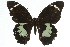  ( - 11ANIC-07859)  @13 [ ] CreativeCommons - Attribution (2011) ANIC/CBG Photography Group Centre for Biodiversity Genomics