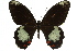  ( - 11ANIC-07860)  @11 [ ] CreativeCommons - Attribution (2011) ANIC/CBG Photography Group Centre for Biodiversity Genomics