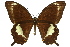  ( - 11ANIC-07864)  @11 [ ] CreativeCommons - Attribution (2011) ANIC/CBG Photography Group Centre for Biodiversity Genomics
