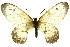 ( - 11ANIC-07876)  @11 [ ] CreativeCommons - Attribution (2011) ANIC/CBG Photography Group Centre for Biodiversity Genomics