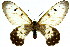  ( - 11ANIC-07878)  @12 [ ] CreativeCommons - Attribution (2011) ANIC/CBG Photography Group Centre for Biodiversity Genomics