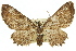  (Eccymatoge aorista - 11ANIC-07889)  @15 [ ] CreativeCommons - Attribution (2011) ANIC/CBG Photography Group Centre for Biodiversity Genomics