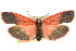  ( - 11ANIC-07919)  @11 [ ] CreativeCommons - Attribution (2011) ANIC/CBG Photography Group Centre for Biodiversity Genomics