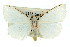  ( - 11ANIC-07953)  @11 [ ] CreativeCommons - Attribution (2011) ANIC/CBG Photography Group Centre for Biodiversity Genomics
