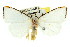  ( - 11ANIC-07954)  @11 [ ] CreativeCommons - Attribution (2011) ANIC/CBG Photography Group Centre for Biodiversity Genomics