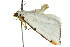  ( - 11ANIC-07955)  @14 [ ] CreativeCommons - Attribution (2011) ANIC/CBG Photography Group Centre for Biodiversity Genomics