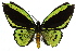  ( - 11ANIC-07981)  @14 [ ] CreativeCommons - Attribution (2011) ANIC/CBG Photography Group Centre for Biodiversity Genomics