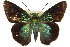  ( - 11ANIC-07988)  @11 [ ] CreativeCommons - Attribution (2011) ANIC/CBG Photography Group Centre for Biodiversity Genomics