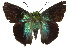  ( - 11ANIC-07989)  @14 [ ] CreativeCommons - Attribution (2011) ANIC/CBG Photography Group Centre for Biodiversity Genomics