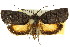  ( - 11ANIC-09216)  @13 [ ] CreativeCommons - Attribution (2011) ANIC/CBG Photography Group Centre for Biodiversity Genomics