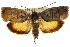  ( - 11ANIC-09217)  @13 [ ] CreativeCommons - Attribution (2011) ANIC/CBG Photography Group Centre for Biodiversity Genomics
