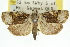  (Imma sp. ANIC5 - 11ANIC-09238)  @13 [ ] CreativeCommons - Attribution (2011) ANIC/CBG Photography Group Centre for Biodiversity Genomics