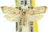  ( - 11ANIC-09249)  @13 [ ] CreativeCommons - Attribution (2011) ANIC/CBG Photography Group Centre for Biodiversity Genomics