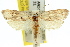  ( - 11ANIC-09250)  @14 [ ] CreativeCommons - Attribution (2011) ANIC/CBG Photography Group Centre for Biodiversity Genomics