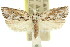  ( - 11ANIC-09262)  @14 [ ] CreativeCommons - Attribution (2011) ANIC/CBG Photography Group Centre for Biodiversity Genomics