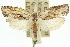  ( - 11ANIC-09264)  @11 [ ] CreativeCommons - Attribution (2011) ANIC/CBG Photography Group Centre for Biodiversity Genomics