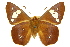  ( - 11ANIC-08011)  @11 [ ] CreativeCommons - Attribution (2011) ANIC/CBG Photography Group Centre for Biodiversity Genomics