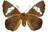  ( - 11ANIC-08012)  @11 [ ] CreativeCommons - Attribution (2011) ANIC/CBG Photography Group Centre for Biodiversity Genomics