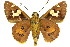  ( - 11ANIC-08034)  @11 [ ] CreativeCommons - Attribution (2011) ANIC/CBG Photography Group Centre for Biodiversity Genomics