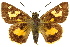  (Trapezites taori - 11ANIC-08038)  @11 [ ] CreativeCommons - Attribution (2011) ANIC/CBG Photography Group Centre for Biodiversity Genomics