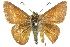  ( - 11ANIC-08044)  @13 [ ] CreativeCommons - Attribution (2011) ANIC/CBG Photography Group Centre for Biodiversity Genomics