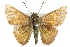  ( - 11ANIC-08045)  @13 [ ] CreativeCommons - Attribution (2011) ANIC/CBG Photography Group Centre for Biodiversity Genomics