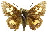  ( - 11ANIC-08046)  @13 [ ] CreativeCommons - Attribution (2011) ANIC/CBG Photography Group Centre for Biodiversity Genomics