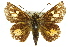  ( - 11ANIC-08047)  @13 [ ] CreativeCommons - Attribution (2011) ANIC/CBG Photography Group Centre for Biodiversity Genomics