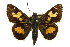  ( - 11ANIC-08052)  @15 [ ] CreativeCommons - Attribution (2011) ANIC/CBG Photography Group Centre for Biodiversity Genomics