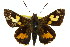  (Trapezites iacchoides - 11ANIC-08053)  @15 [ ] CreativeCommons - Attribution (2011) ANIC/CBG Photography Group Centre for Biodiversity Genomics
