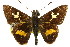  ( - 11ANIC-08059)  @11 [ ] CreativeCommons - Attribution (2011) ANIC/CBG Photography Group Centre for Biodiversity Genomics