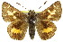  ( - 11ANIC-08060)  @11 [ ] CreativeCommons - Attribution (2011) ANIC/CBG Photography Group Centre for Biodiversity Genomics